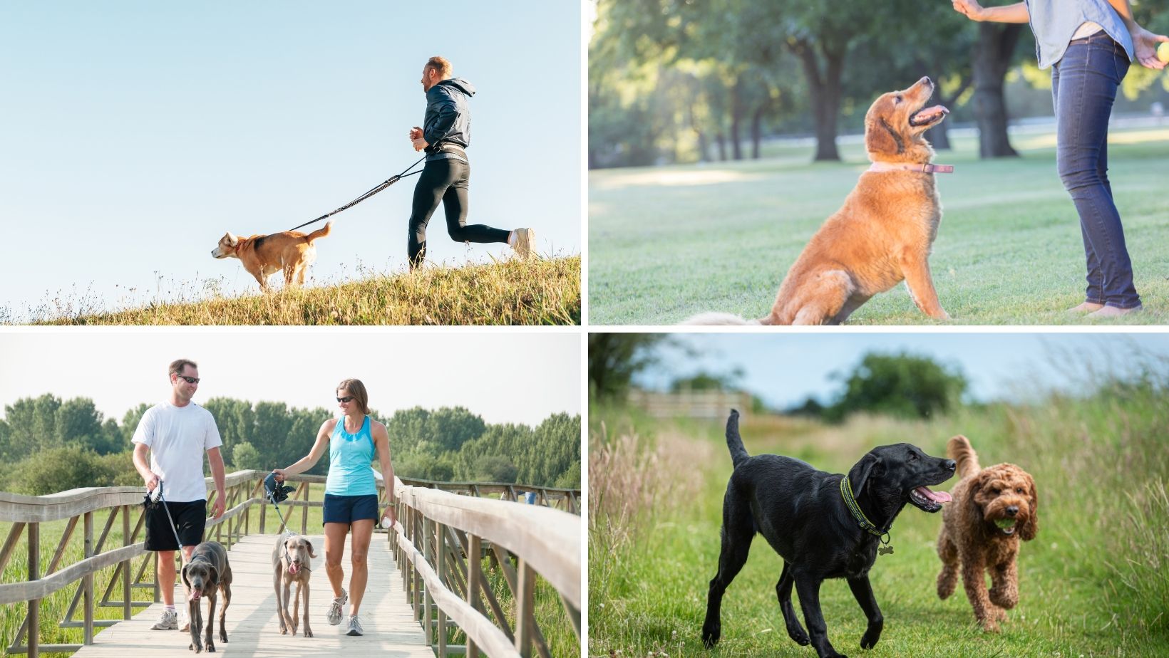 The Importance of Dog Walking