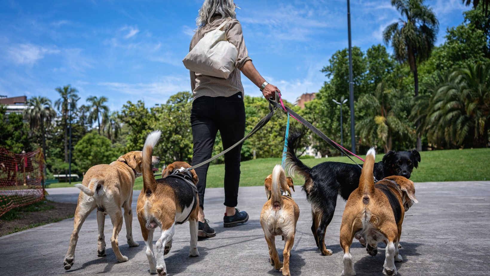 A pet sitter taking the dogs for a walk