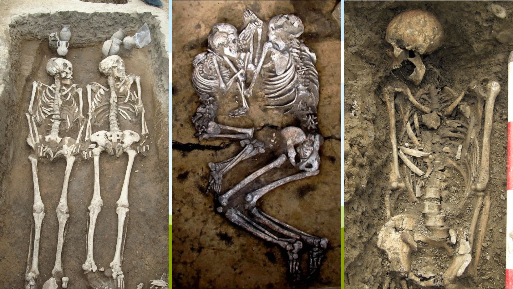 Different types of ancient skeletons.