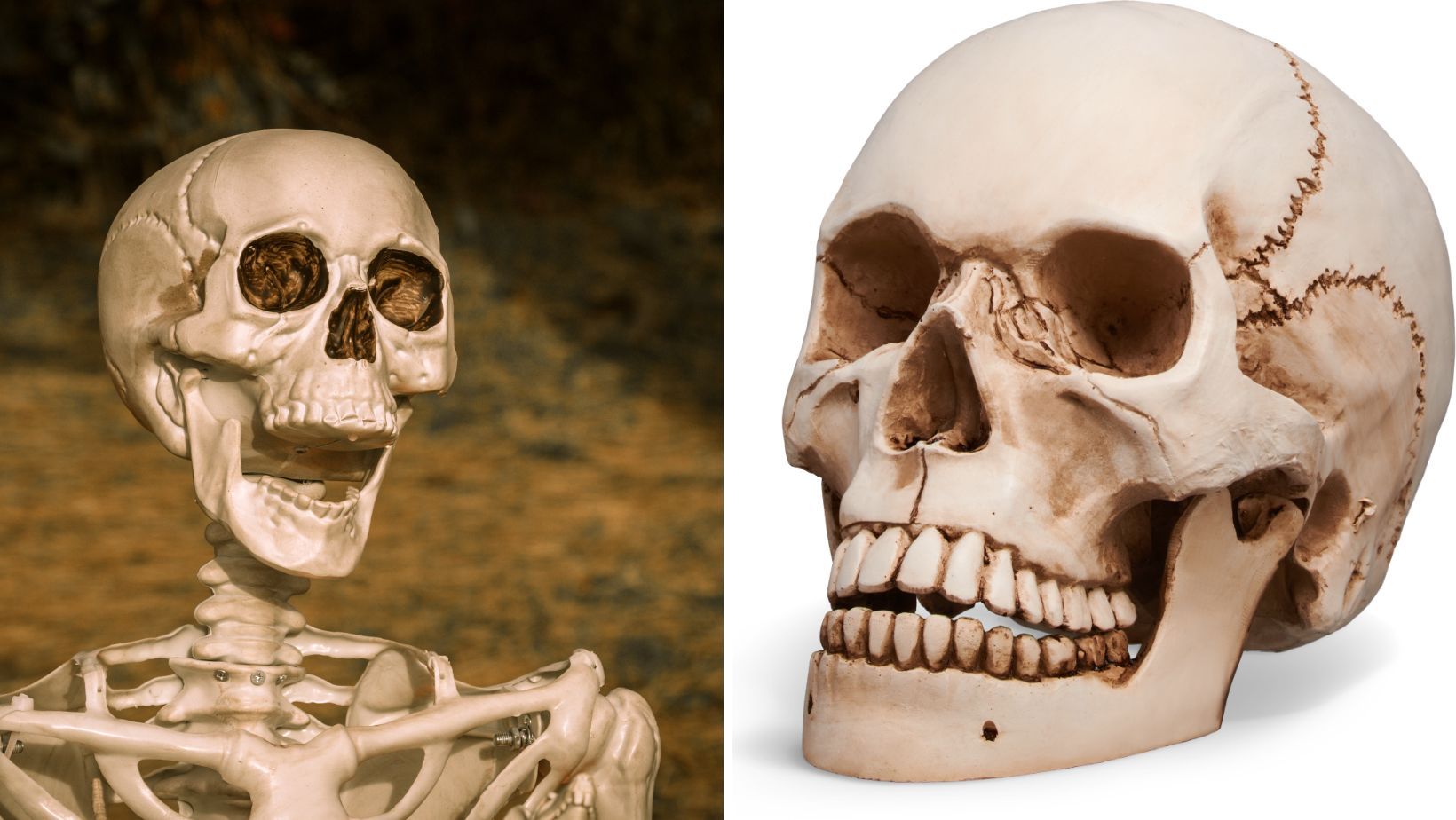 Two images of a skeleton and a skull.