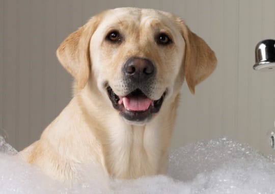 A dog in shampoo.