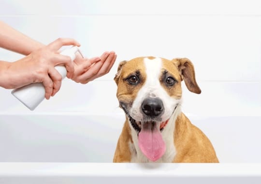 Flea and tick dog shampoo.