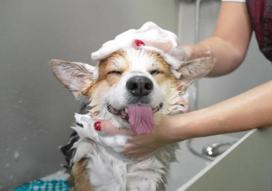 A person washing a dog.