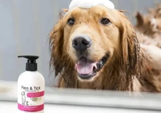 Dog with flea and tick non toxic shampoo.