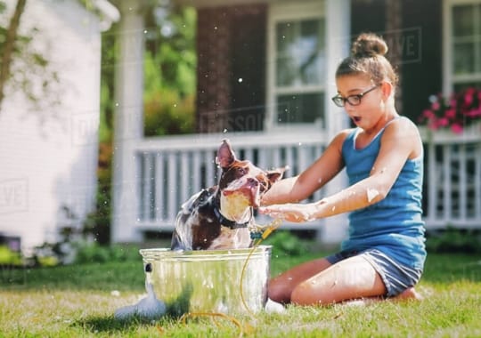 A young girl washing her dog.