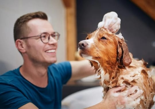 A man washing a dog with dog shampoo.