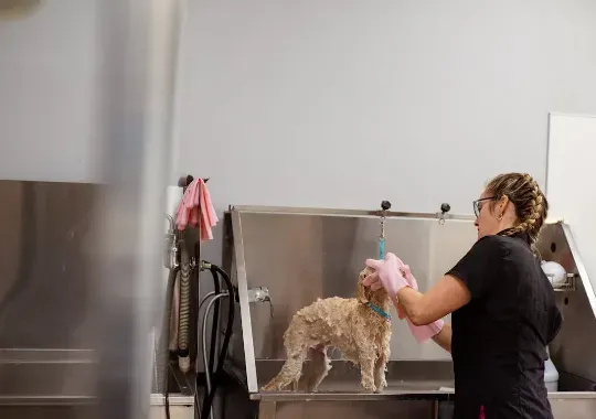 A woman washing a dog.
