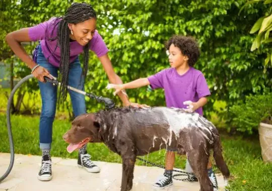 A woman and a boy washing a dog.