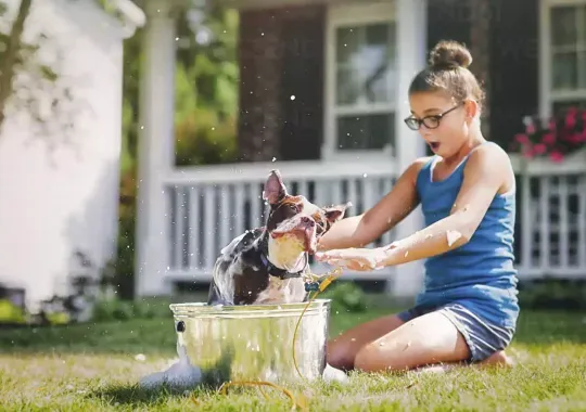 A young girl washing a dog.