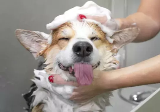 A dog been washed with shampoo.
