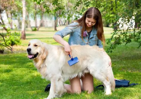 A female cleaning a dog.
