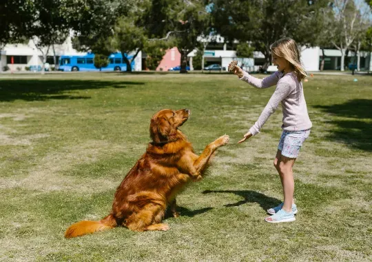 A young girl playing her dog.