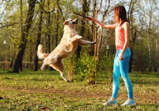 A woman training a dog.